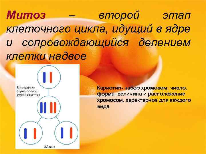 Митоз – второй этап клеточного цикла, идущий в ядре и сопровождающийся делением клетки надвое