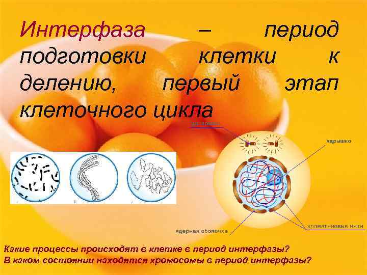 Интерфаза – период подготовки клетки к делению, первый этап клеточного цикла Какие процессы происходят