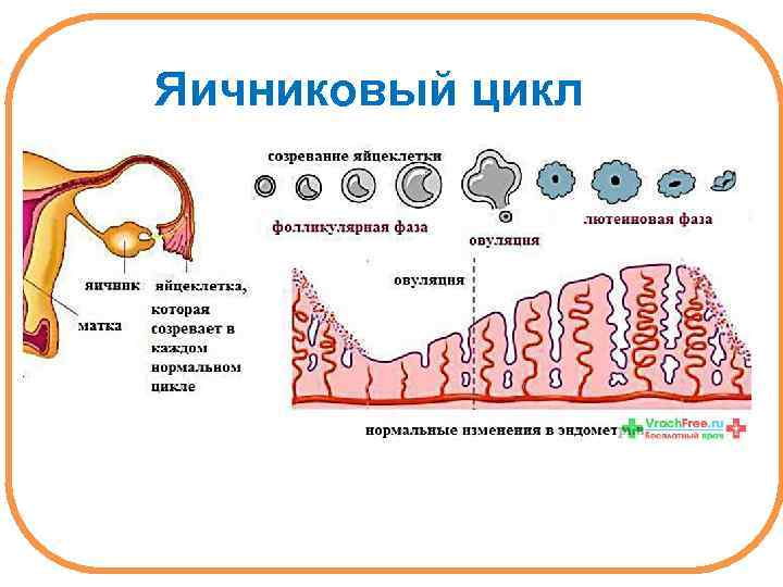 Яичниковый цикл 