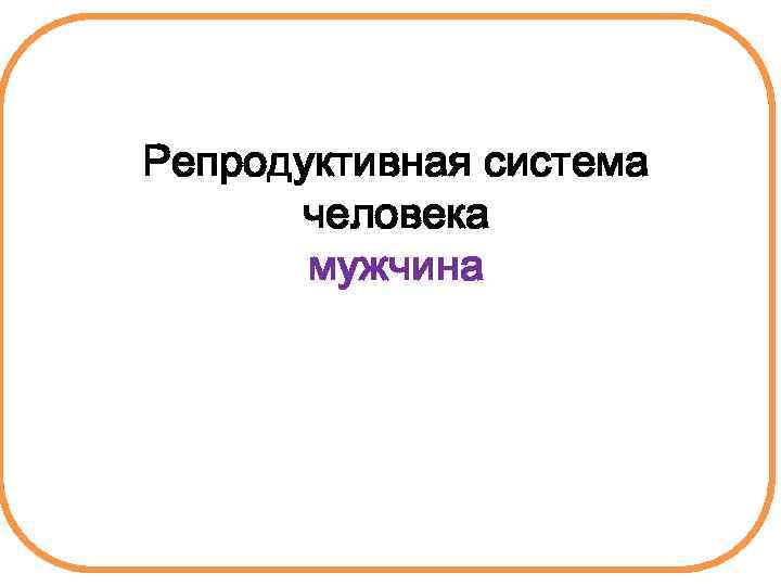 Репродуктивная система человека мужчина 