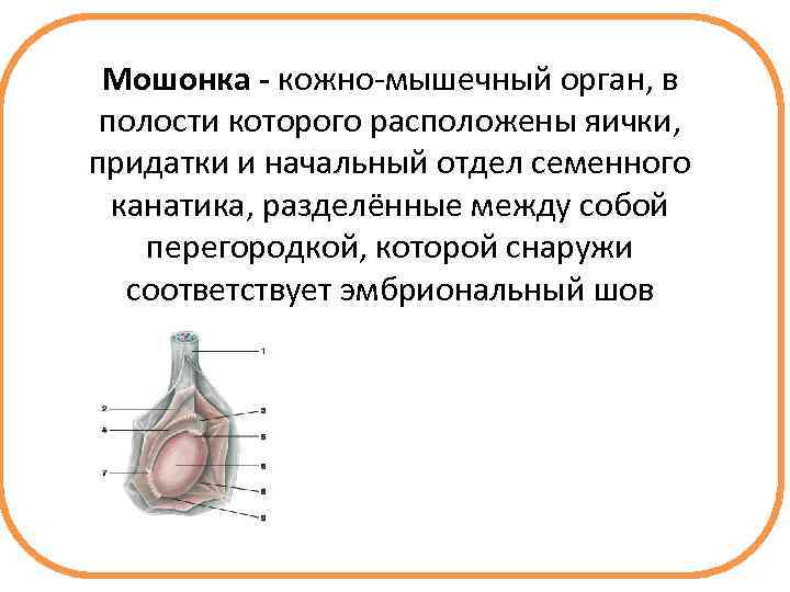 Мошонка - кожно мышечный орган, в полости которого расположены яички, придатки и начальный отдел