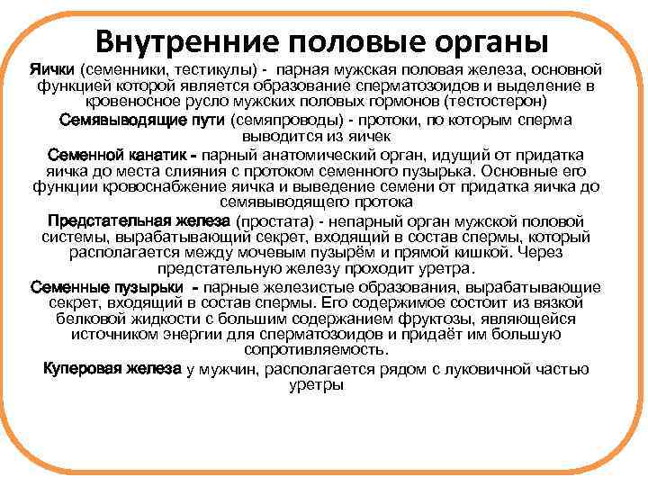Внутренние половые органы Яички (семенники, тестикулы) - парная мужская половая железа, основной функцией которой