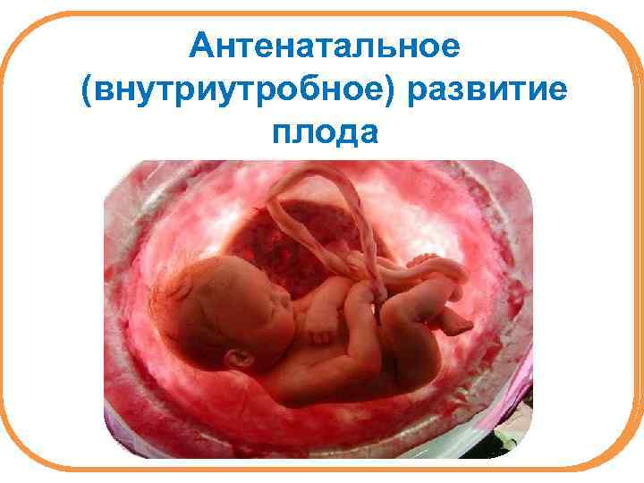 Антенатальное (внутриутробное) развитие плода 