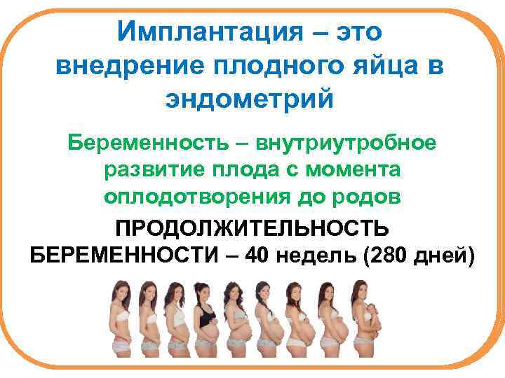 Имплантация – это внедрение плодного яйца в эндометрий Беременность – внутриутробное развитие плода с