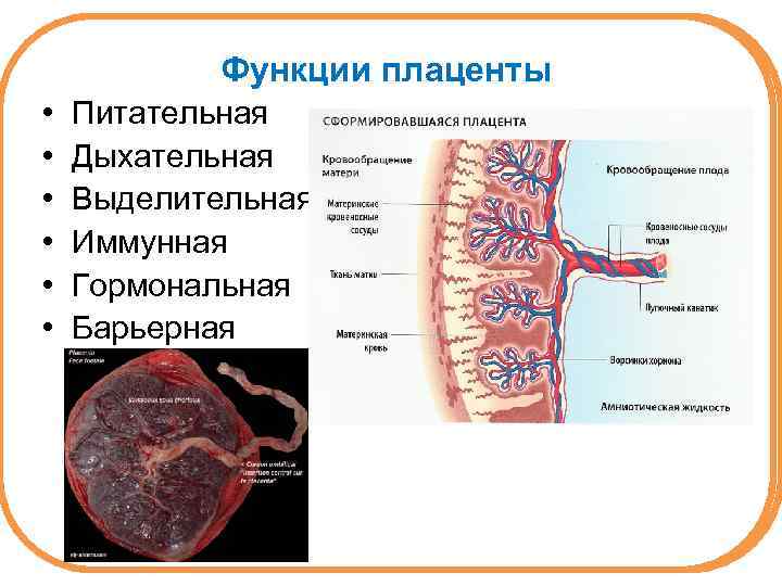 Функции плаценты • • • Питательная Дыхательная Выделительная Иммунная Гормональная Барьерная 