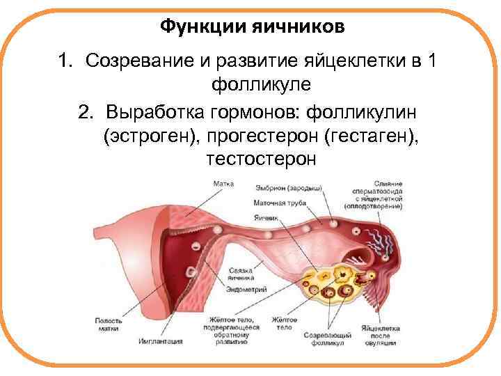 Функции яичников 1. Созревание и развитие яйцеклетки в 1 фолликуле 2. Выработка гормонов: фолликулин
