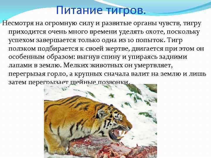 Питание тигров. Несмотря на огромную силу и развитые органы чувств, тигру приходится очень много