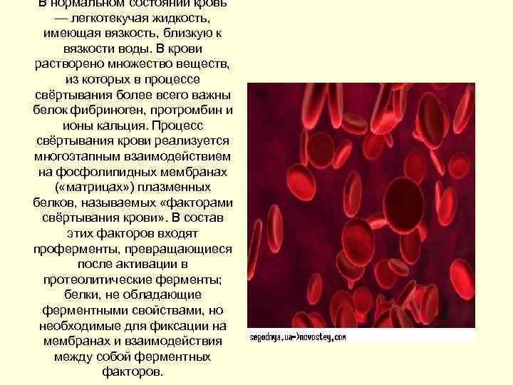 В нормальном состоянии кровь — легкотекучая жидкость, имеющая вязкость, близкую к вязкости воды. В