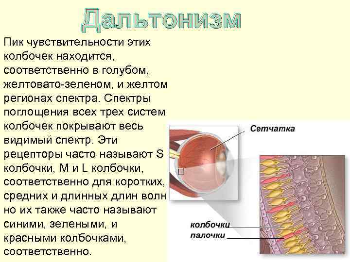 Дальтонизм Пик чувствительности этих колбочек находится, соответственно в голубом, желтовато-зеленом, и желтом регионах спектра.
