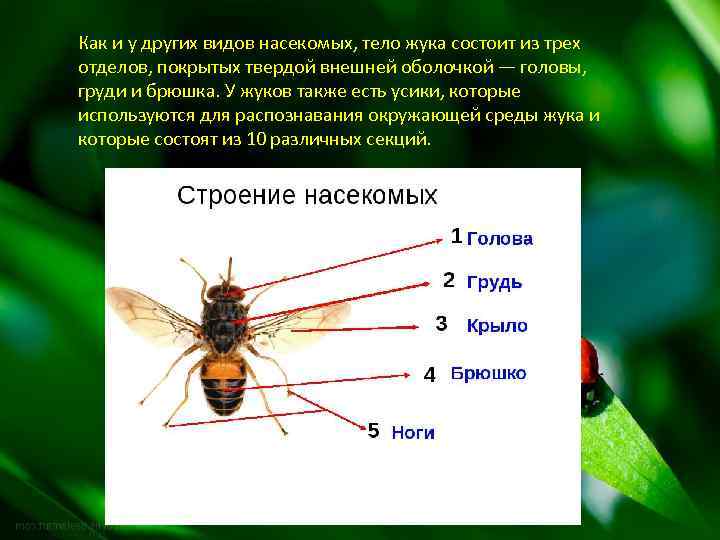 Как и у других видов насекомых, тело жука состоит из трех отделов, покрытых твердой