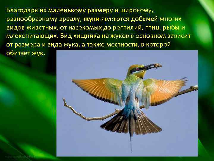 Благодаря их маленькому размеру и широкому, разнообразному ареалу, жуки являются добычей многих видов животных,