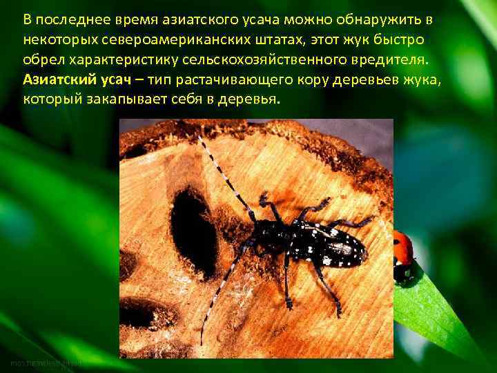 В последнее время азиатского усача можно обнаружить в некоторых североамериканских штатах, этот жук быстро