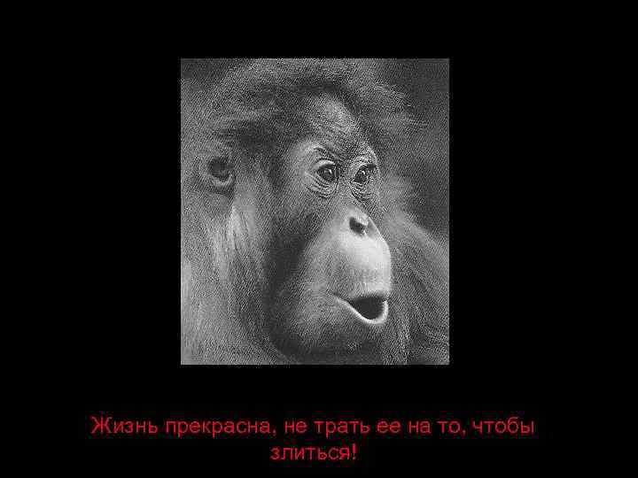 Жизнь прекрасна, не трать ее на то, чтобы злиться! 