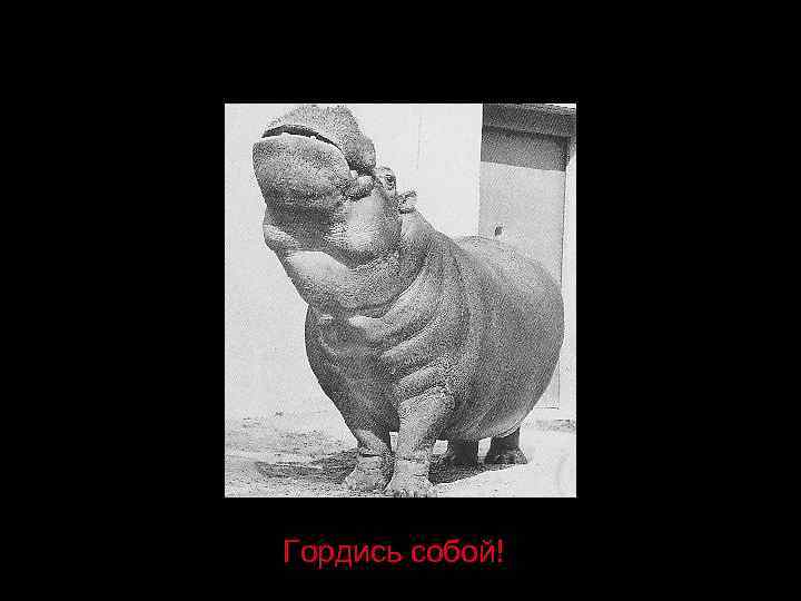 Гордись собой! 