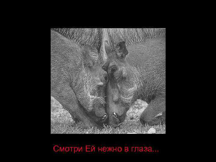 Смотри Ей нежно в глаза. . . 