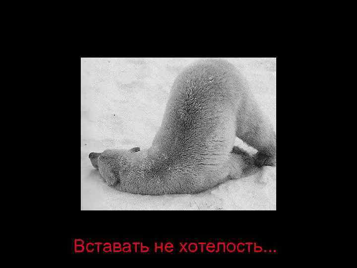 Вставать не хотелость. . . 