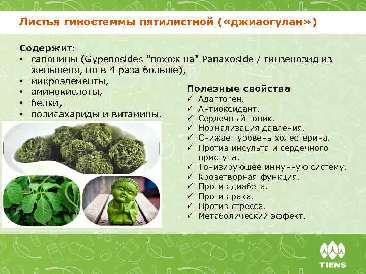 Листья гиностеммы пятилистной ( «джиаогулан» ) Содержит: • сапонины (Gypenosides 