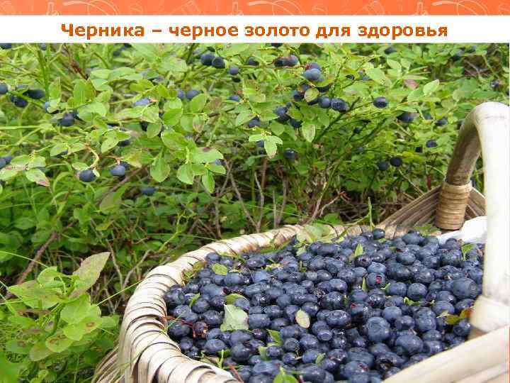 Черника – черное золото для здоровья 