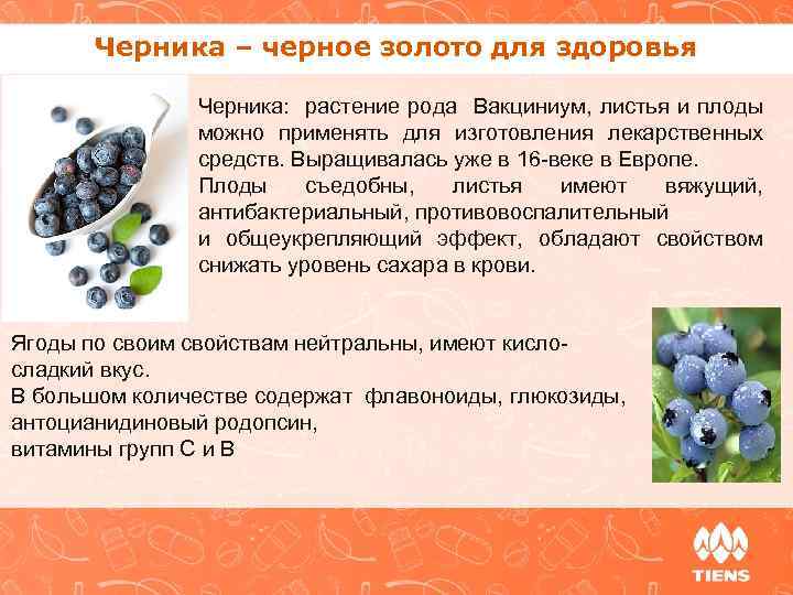 Черника – черное золото для здоровья Черника: растение рода Вакциниум, листья и плоды можно