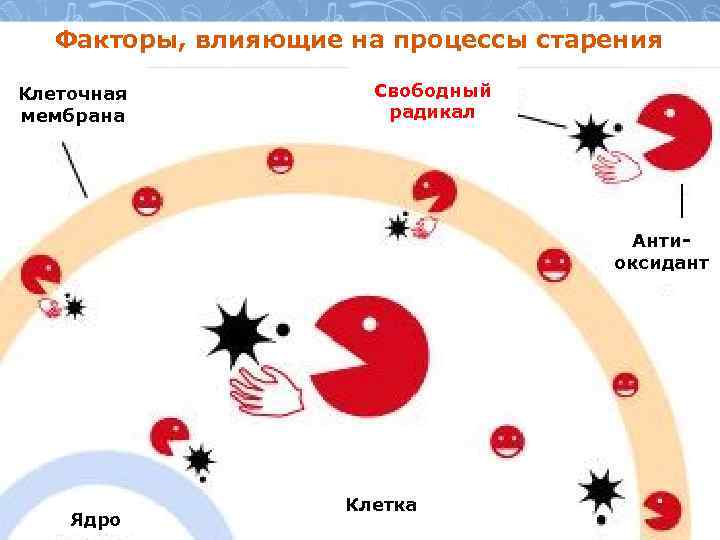 Факторы, влияющие на процессы старения Клеточная мембрана Свободный радикал Антиоксидант Ядро Клетка 