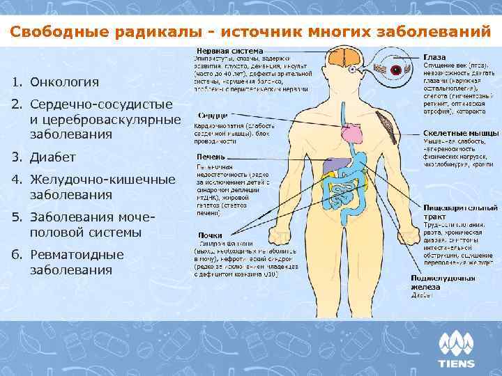 Свободные радикалы - источник многих заболеваний 1. Онкология 2. Сердечно-сосудистые и цереброваскулярные заболевания 3.