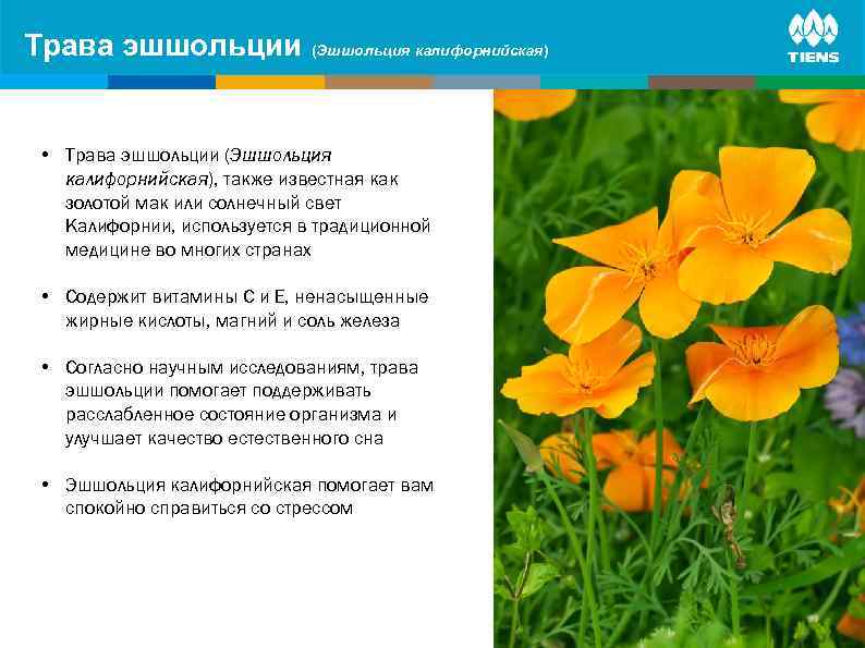 Трава эшшольции (Эшшольция калифорнийская) ZINC and its influence on human body • Трава эшшольции