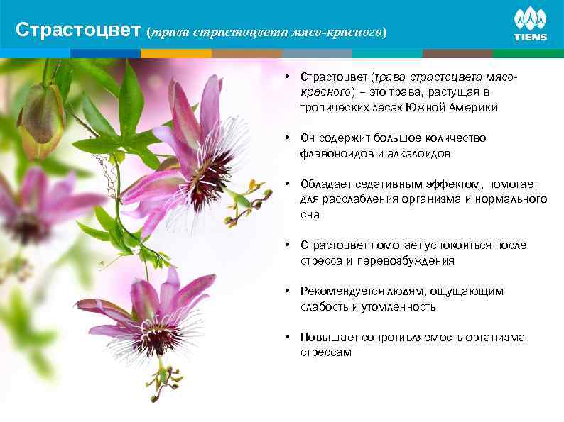 Страстоцвет (трава страстоцвета мясо-красного) ZINC and its influence on human body • Страстоцвет (трава