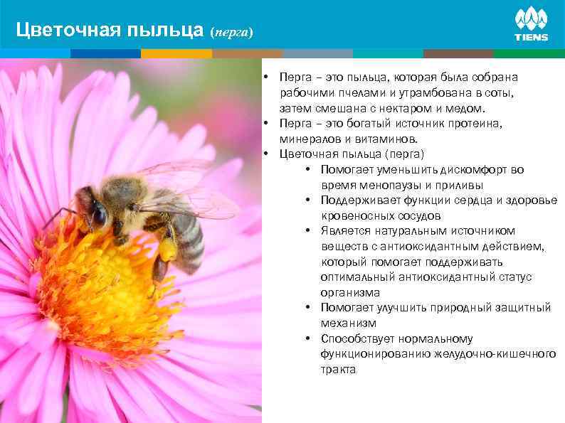 Цветочная пыльца on human body ZINC and its influence (перга) • Перга – это