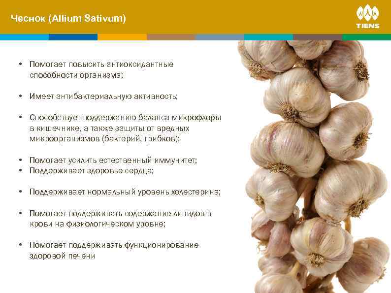 Чеснок and its. Sativum) ZINC (Allium influence on human body • Помогает повысить антиоксидантные