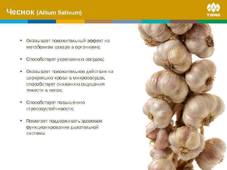 Чеснок (Allium Sativum) on human body ZINC and its influence • Оказывает положительный эффект