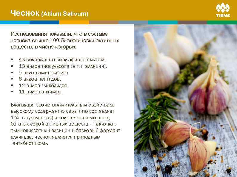 Чеснок (Allium Sativum)on human body ZINC and its influence Исследования показали, что в составе