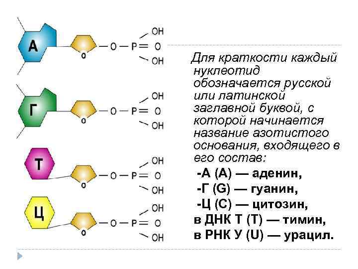 Для краткости каждый нуклеотид обозначается русской или латинской заглавной буквой, с которой начинается название