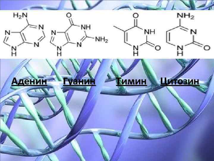 Аденин Гуанин Тимин Цитозин 