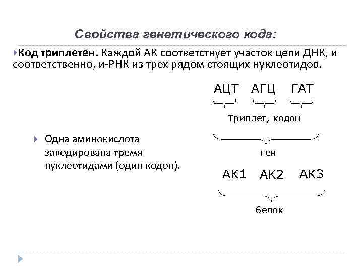 Один триплет днк кодирует одну аминокислоту