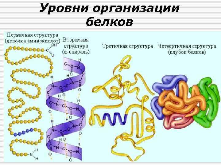 Уровни организации белков 