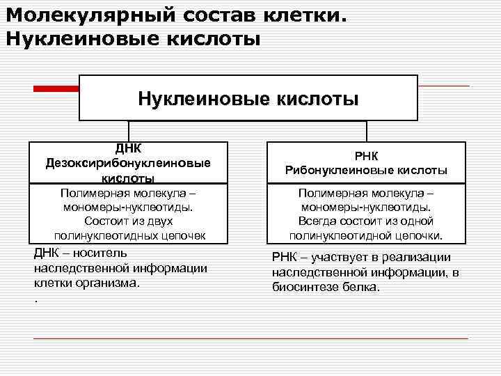 Молекулярный состав клетки. Нуклеиновые кислоты ДНК Дезоксирибонуклеиновые кислоты РНК Рибонуклеиновые кислоты Полимерная молекула –