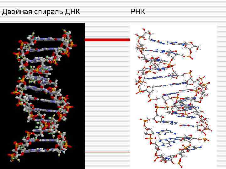 Двойная спираль. Двойная спираль ДНК фиксируется связями. Открытие двойной спирали ДНК. Двойная спираль ДНК РНК. Открытие структуры новой спирали ДНК.