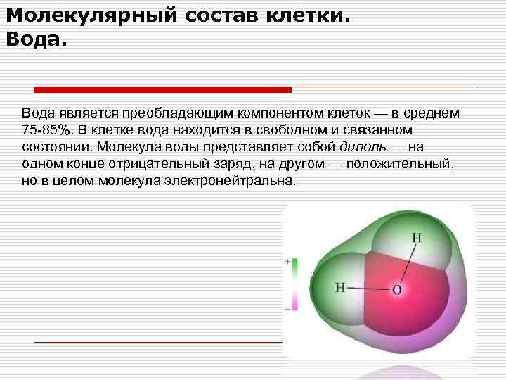 Молекулярный состав клетки. Вода является преобладающим компонентом клеток — в среднем 75 -85%. В