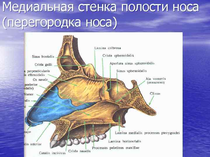 Носовую полость образуют кости