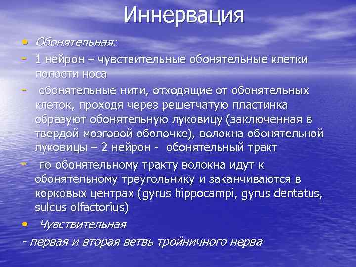 Иннервация • Обонятельная: - 1 нейрон – чувствительные обонятельные клетки - - полости носа