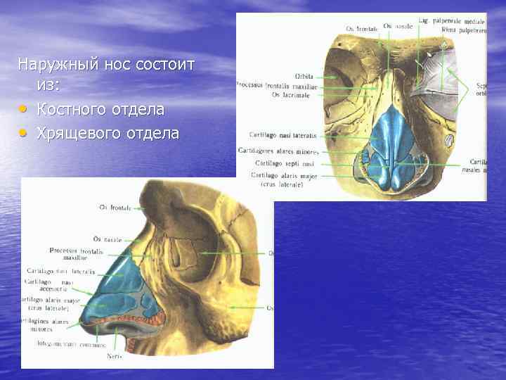 Наружный нос строение