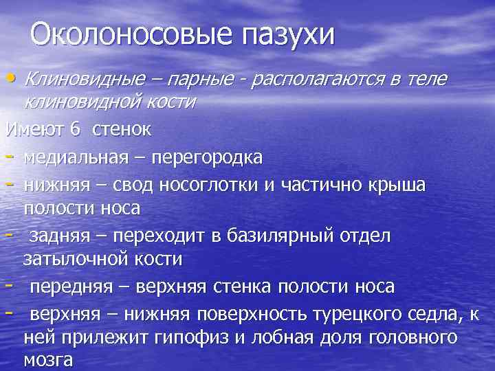 Околоносовые пазухи • Клиновидные – парные - располагаются в теле клиновидной кости Имеют 6