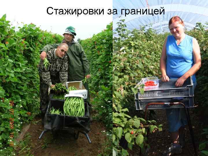 Стажировки за границей 