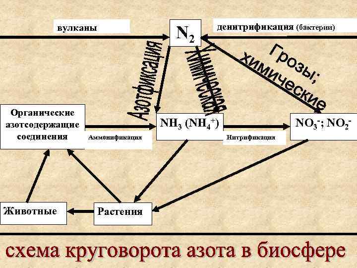 вулканы Органические азотсодержащие соединения Животные N 2 денитрификация (бактерии) NH 3 (NH 4+) Аммонификация