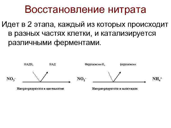 Восстановление нитрата Идет в 2 этапа, каждый из которых происходит в разных частях клетки,