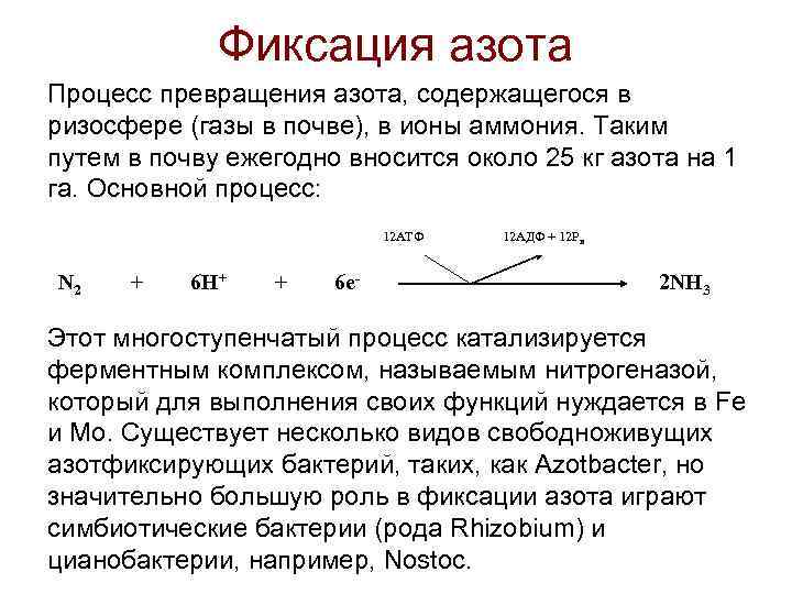 Фиксация азота Процесс превращения азота, содержащегося в ризосфере (газы в почве), в ионы аммония.