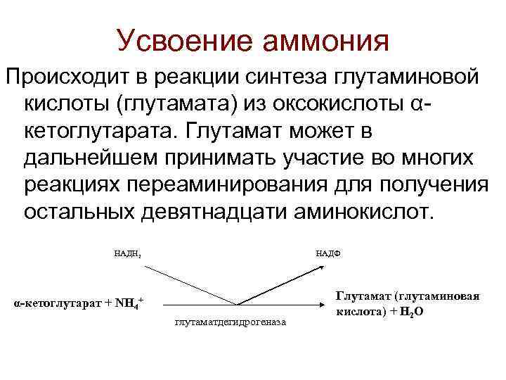 Усвоение аммония Происходит в реакции синтеза глутаминовой кислоты (глутамата) из оксокислоты αкетоглутарата. Глутамат может