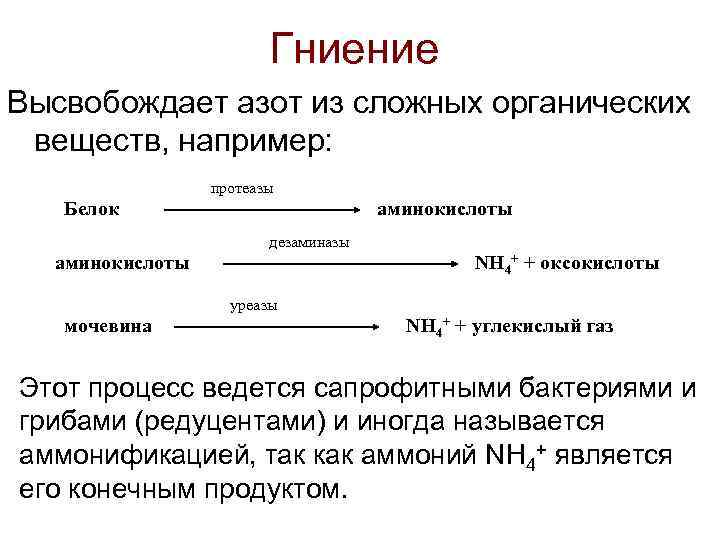 Гниение Высвобождает азот из сложных органических веществ, например: протеазы Белок аминокислоты дезаминазы аминокислоты NH