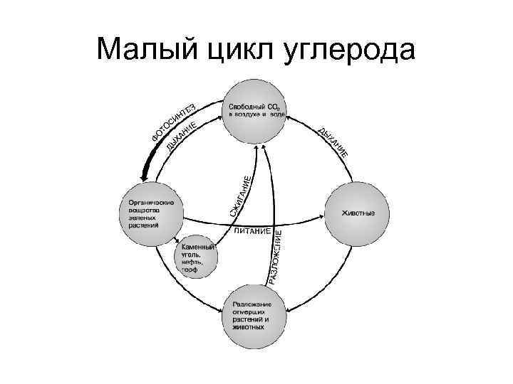 Малый цикл углерода 