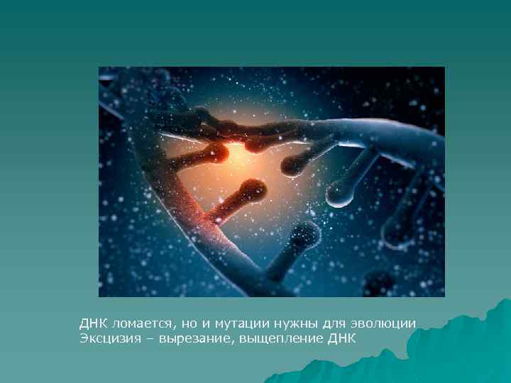 ДНК ломается, но и мутации нужны для эволюции Эксцизия – вырезание, выщепление ДНК 